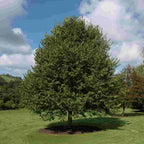 Lime - small leafed (Tilia cordata)