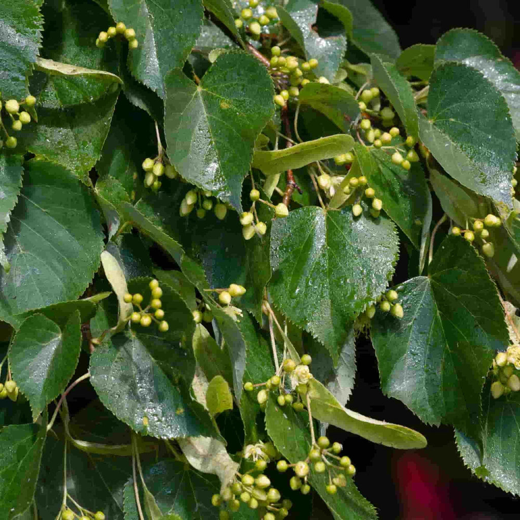 Lime - small leafed (Tilia cordata)
