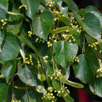 Lime - small leafed (Tilia cordata)
