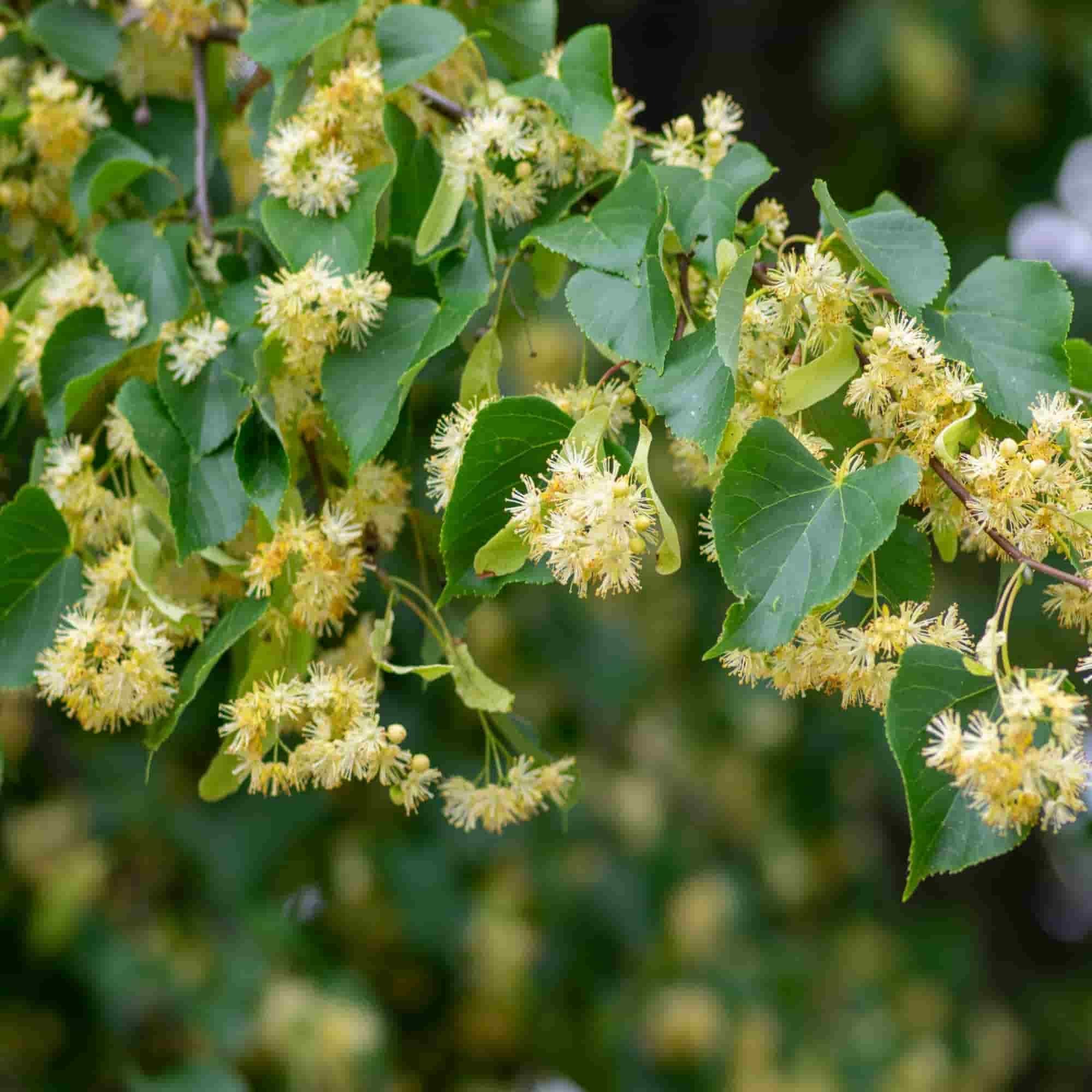 Lime - small leafed (Tilia cordata)