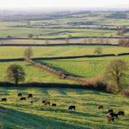 Mixed native bare root hedging packs - eligible for Stewardship BN7 and BN11 grants