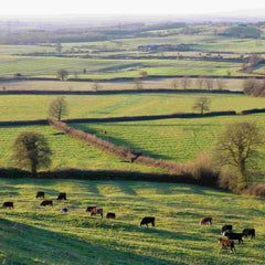 Farm land boundaries using mixed native hedging plants