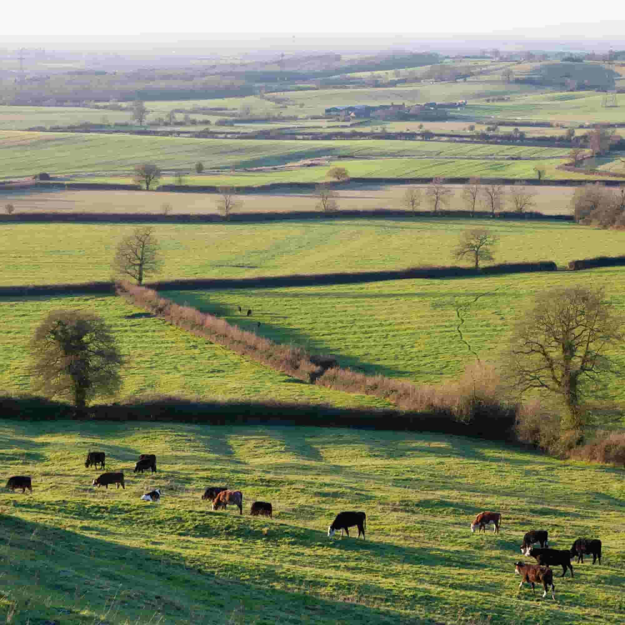 Mixed native bare root hedging packs - eligible for Stewardship BN7 and BN11 grants