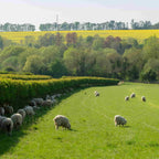 Mixed native bare root hedging packs - eligible for Stewardship BN7 and BN11 grants