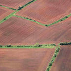 Mixed native bare root hedging packs - eligible for Stewardship BN7 and BN11 grants