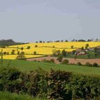 Mixed native bare root hedging packs - eligible for Stewardship BN7 and BN11 grants