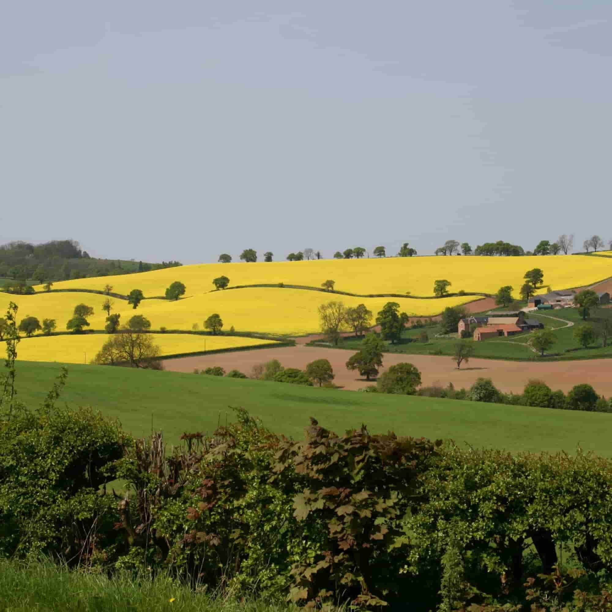 Mixed native bare root hedging packs - eligible for Stewardship BN7 and BN11 grants
