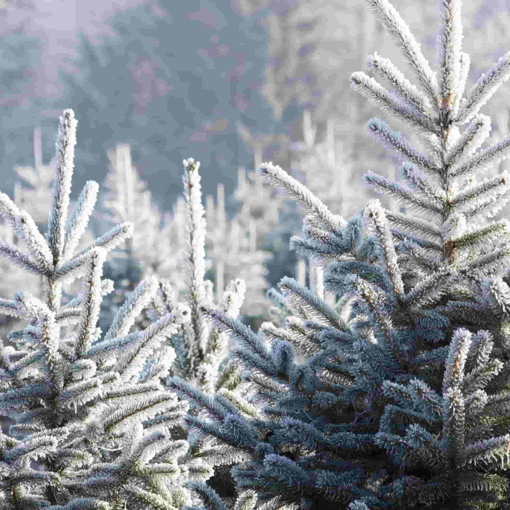 Frost covered tops of the tree species Nordmann Fir (Abies nordmanniana) 