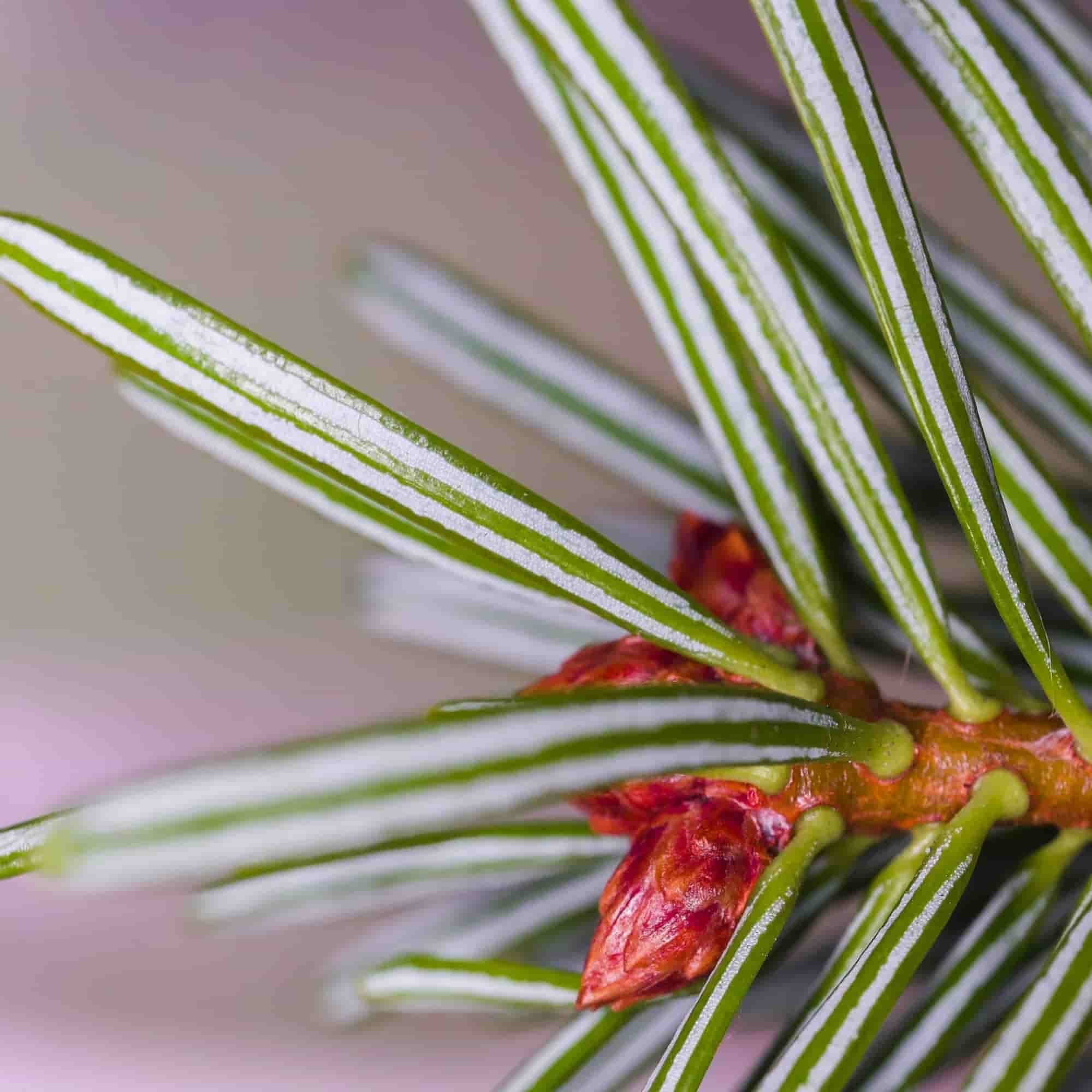 Close up of leaves and buds of Abies nordmanniana (Nordmann Fir)