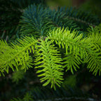 Bright green spring foliage on Abies nordmanniana tree (Nordmann Fir)