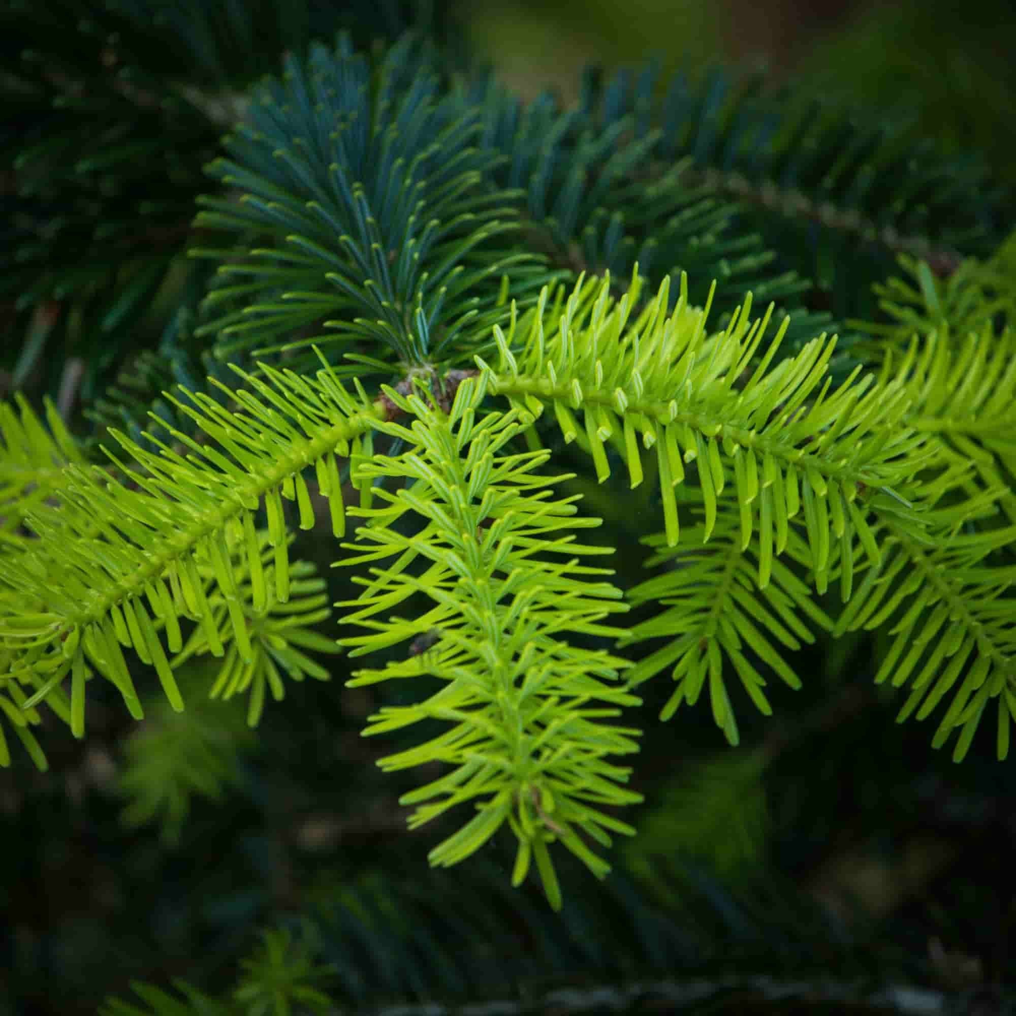 Bright green spring foliage on Abies nordmanniana tree (Nordmann Fir)