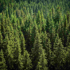 A forest of mature Prunus abies trees (Norway spruce) 