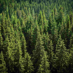 A forest of mature Prunus abies trees (Norway spruce) 