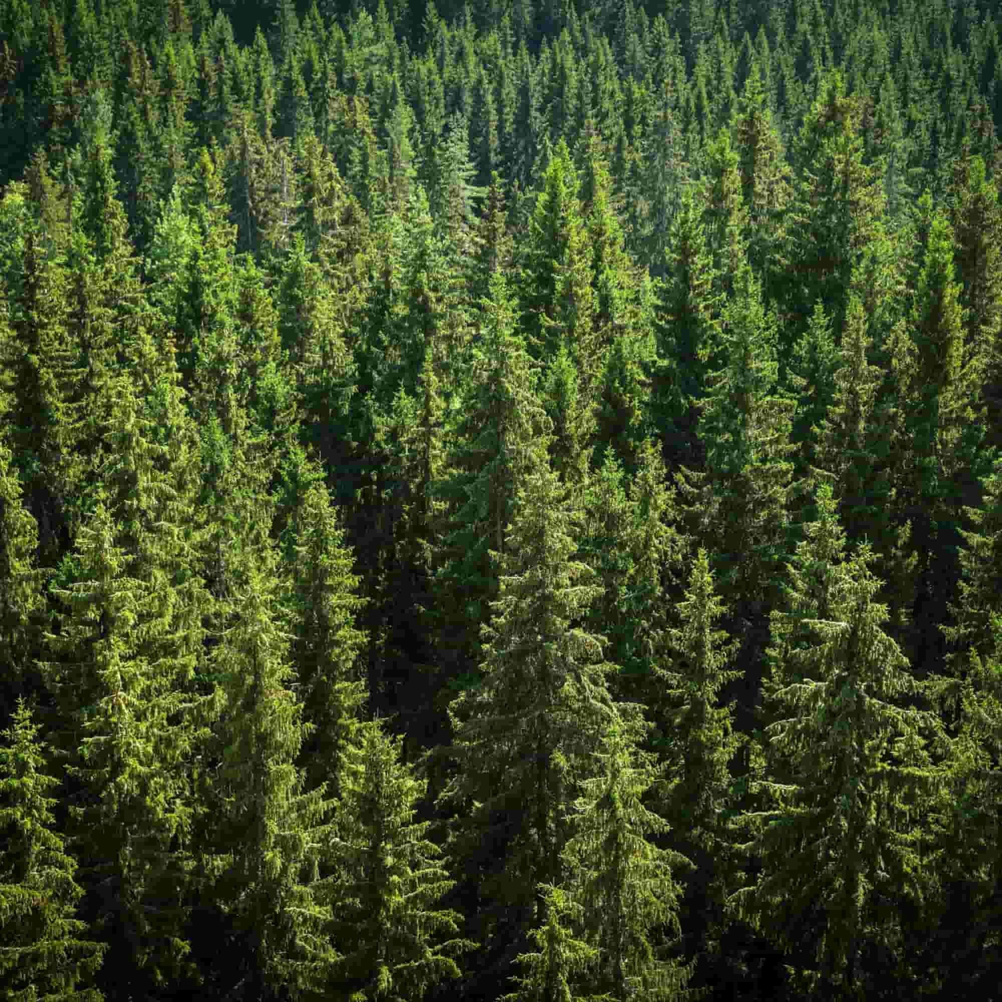 A forest of mature Prunus abies trees (Norway spruce) 