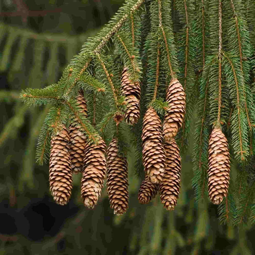 Close up of foliage and cones of Norway spruce (Picea abies)
