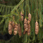 Close up of foliage and cones of Norway spruce (Picea abies)