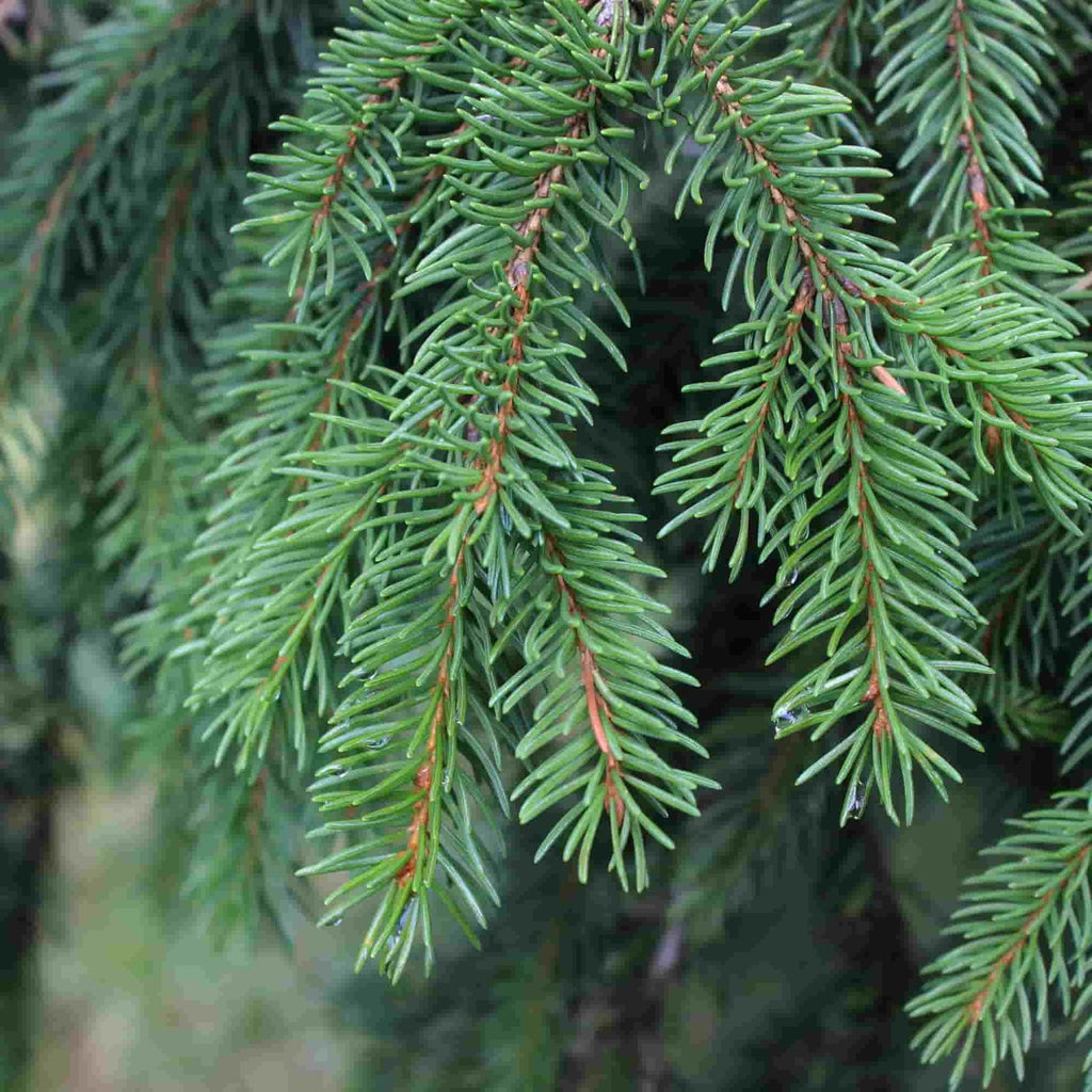 Close up of the foliage of Picea abies tree