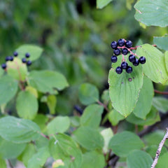 Berries and leaves of Rhamnus cathartica (Purging buckthorn)
