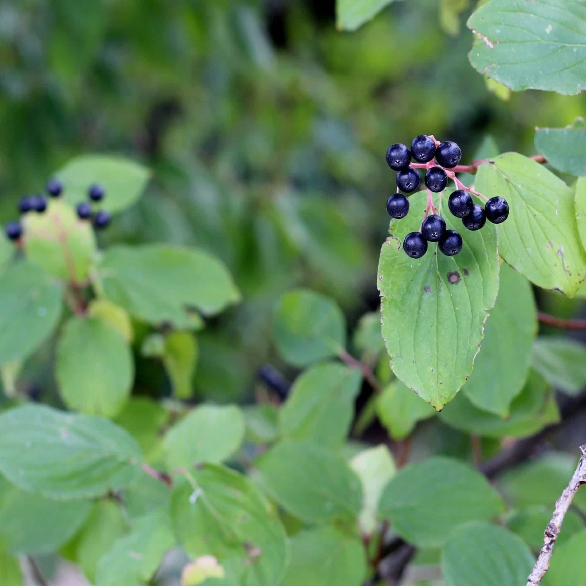 Buckthorn - Purging (Rhamnus cathartica)