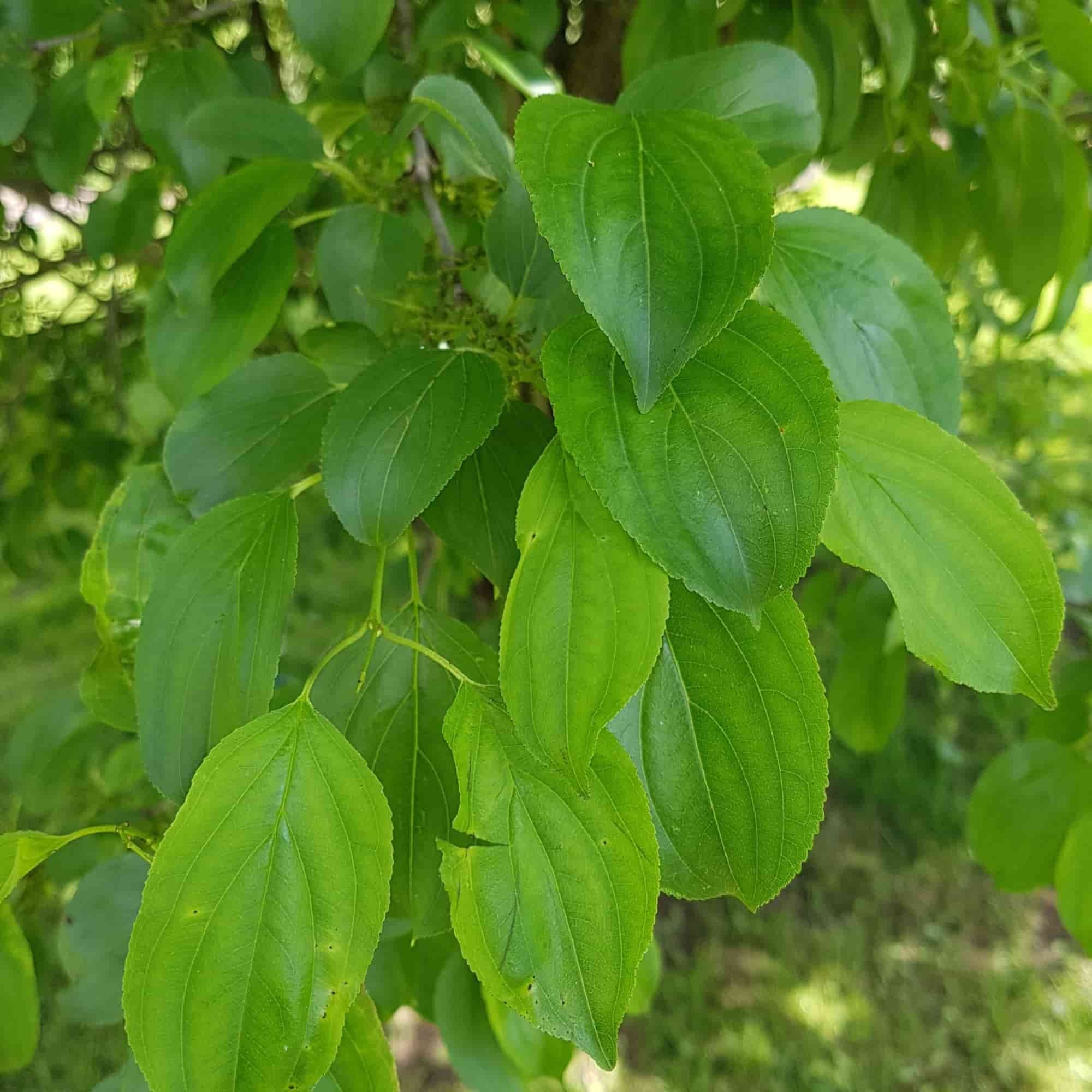 Buckthorn - Purging (Rhamnus cathartica)