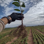 Buckthorn - Purging (Rhamnus cathartica)