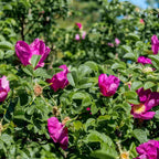 Dark pink open rose flowers on a Rosa rugosa Rubra (Ramanas rose) bush