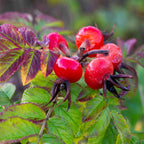 Large red rose hips on Rosa rugosa Rubra