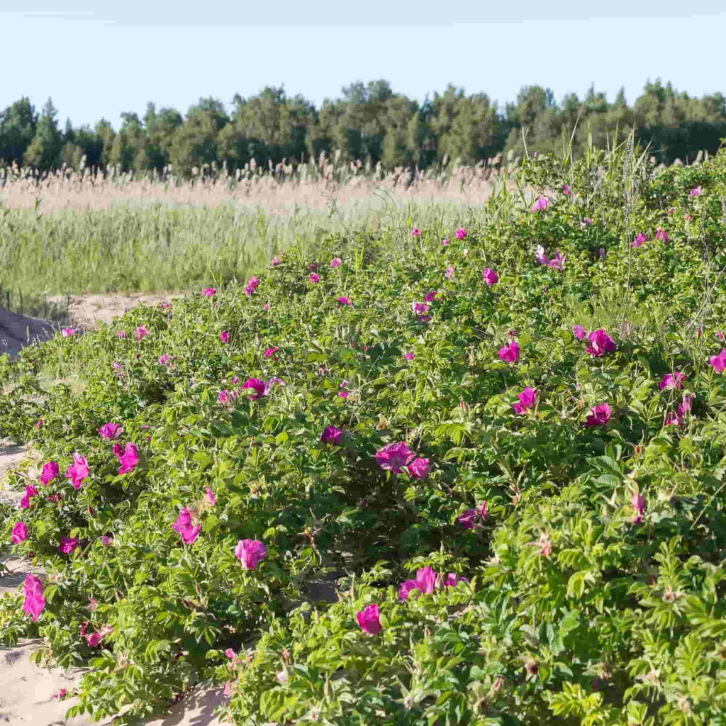 Mass planting of Rosa rugosa Rubra shrubs at a beach scene