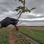 The root of a Rosa rugosa Rubra bare root hedging plant growing at a specialist nursery