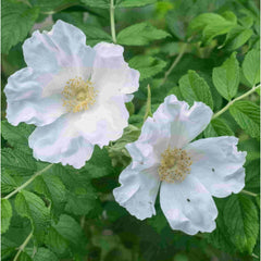 The large open white flowers of Rosa rugosa 'Alba' also known as beach rose.
