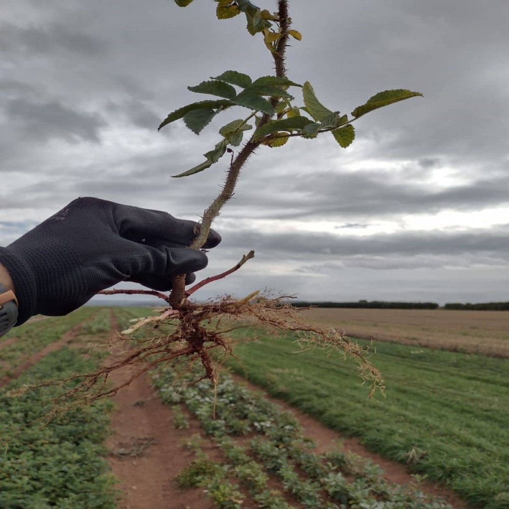 Ramanas Rose white (Rosa rugosa Alba)