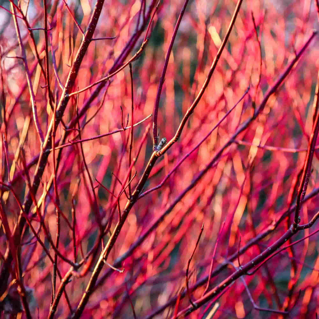 Red dogwood (Cornus alba) stems glowing in sunlight
