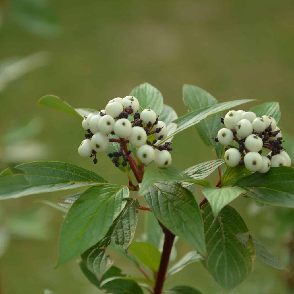 White berries and green foliage on Cornus alba (red Dogwood) shrub
