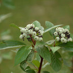 White berries and green foliage on Cornus alba (red Dogwood) shrub