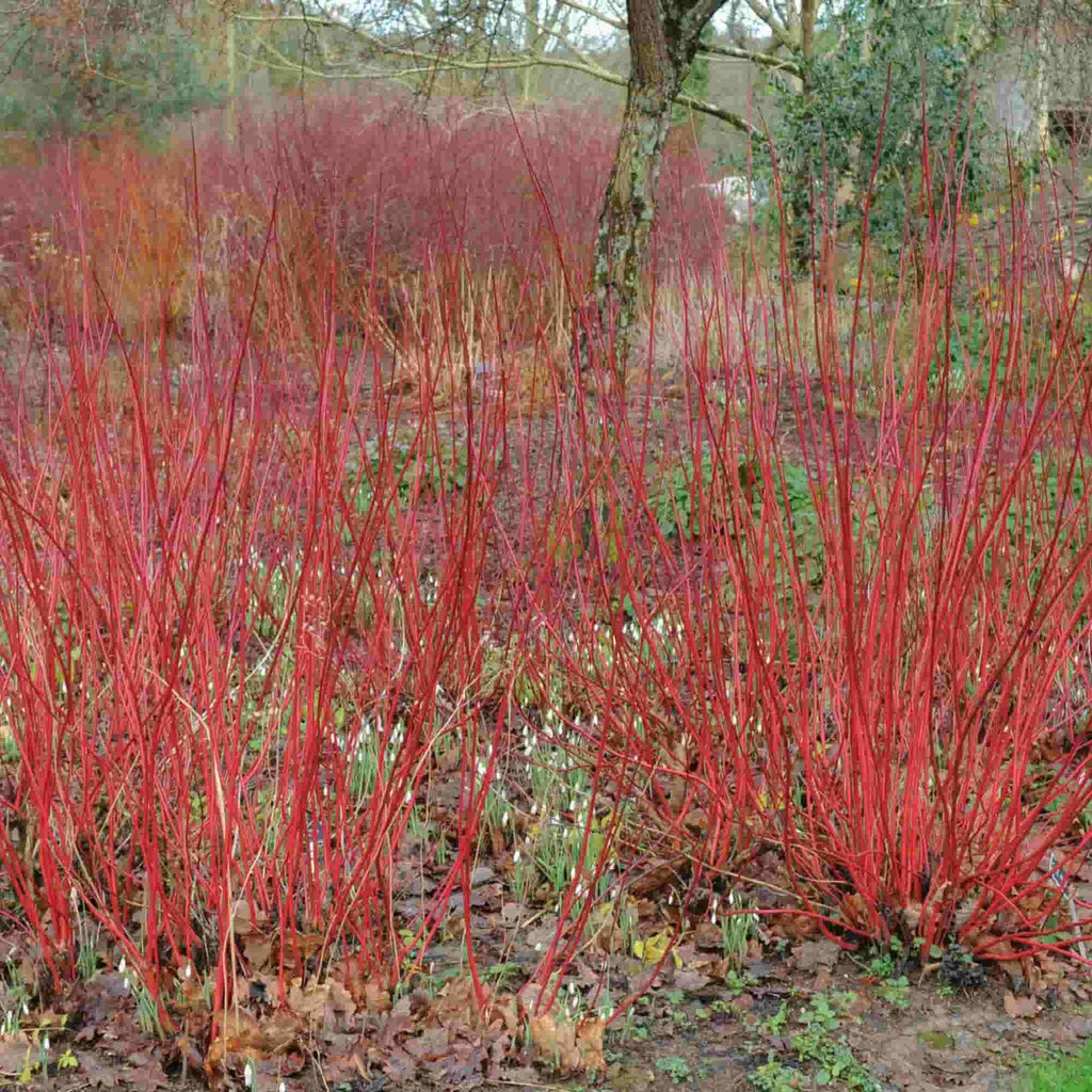 A winter scene with groups of red stemmed dogwood (Cornus alba) and snowdrops