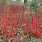 A winter scene with groups of red stemmed dogwood (Cornus alba) and snowdrops