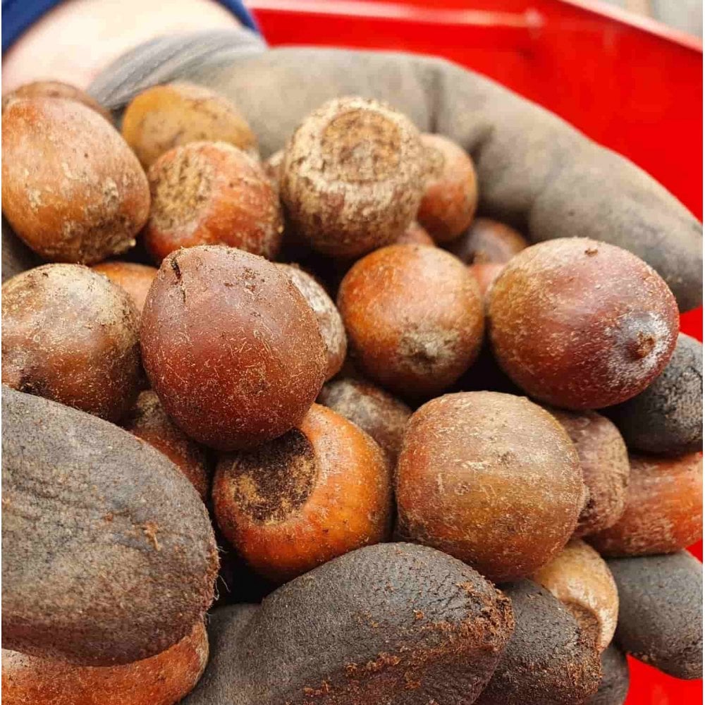 Oak - Red (Quercus rubra)