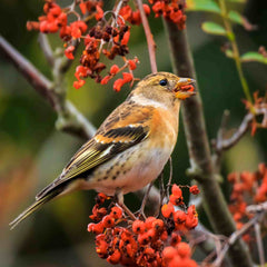 Bird eating Rowan berries