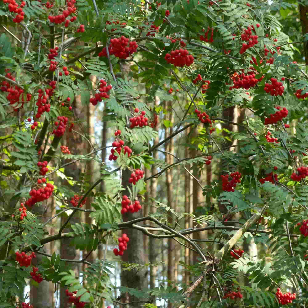Sorbus - Rowan (Sorbus aucuparia)