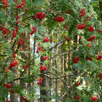 Sorbus - Rowan (Sorbus aucuparia)