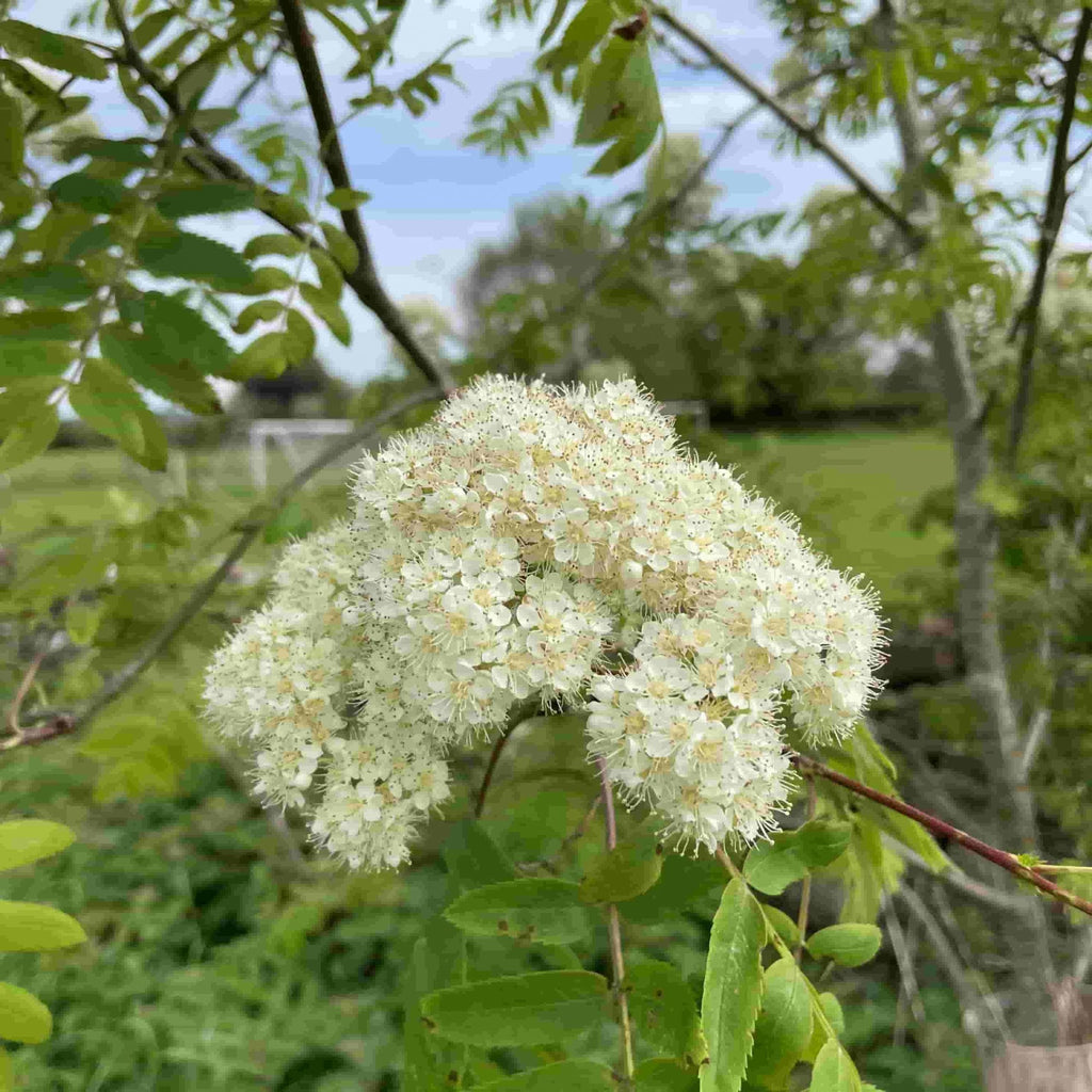 Sorbus - Rowan (Sorbus aucuparia)