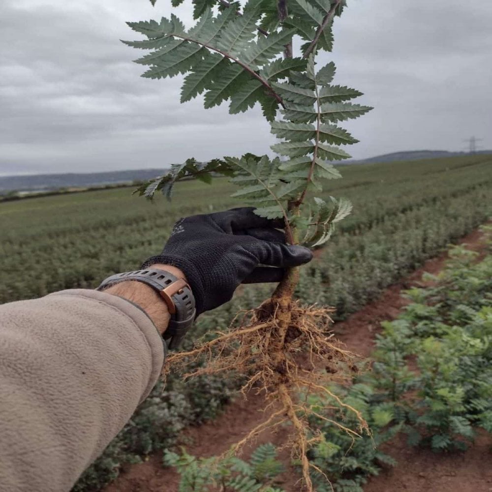 Sorbus - Rowan (Sorbus aucuparia)