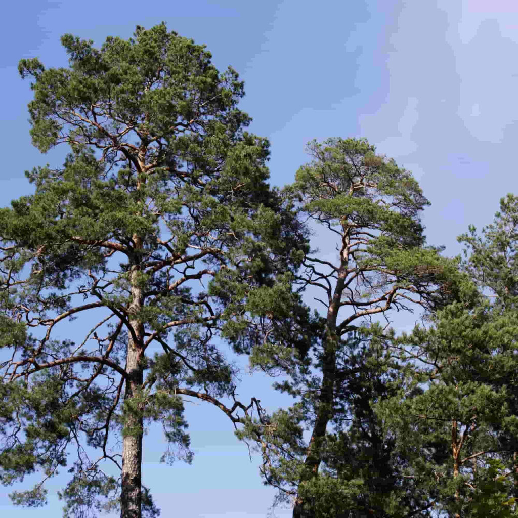Mature Scots pine trees (Pinus sylvestris)