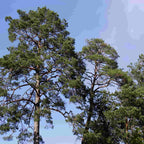 Mature Scots pine trees (Pinus sylvestris)
