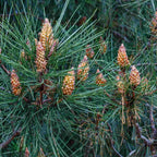 Close up of Scots pine cones (Pinus sylvestris)