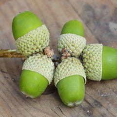 Sessile oak (Quercus petraea) acorns are easily to identify because they have short stalks whereas acorns of English oak have long stalks