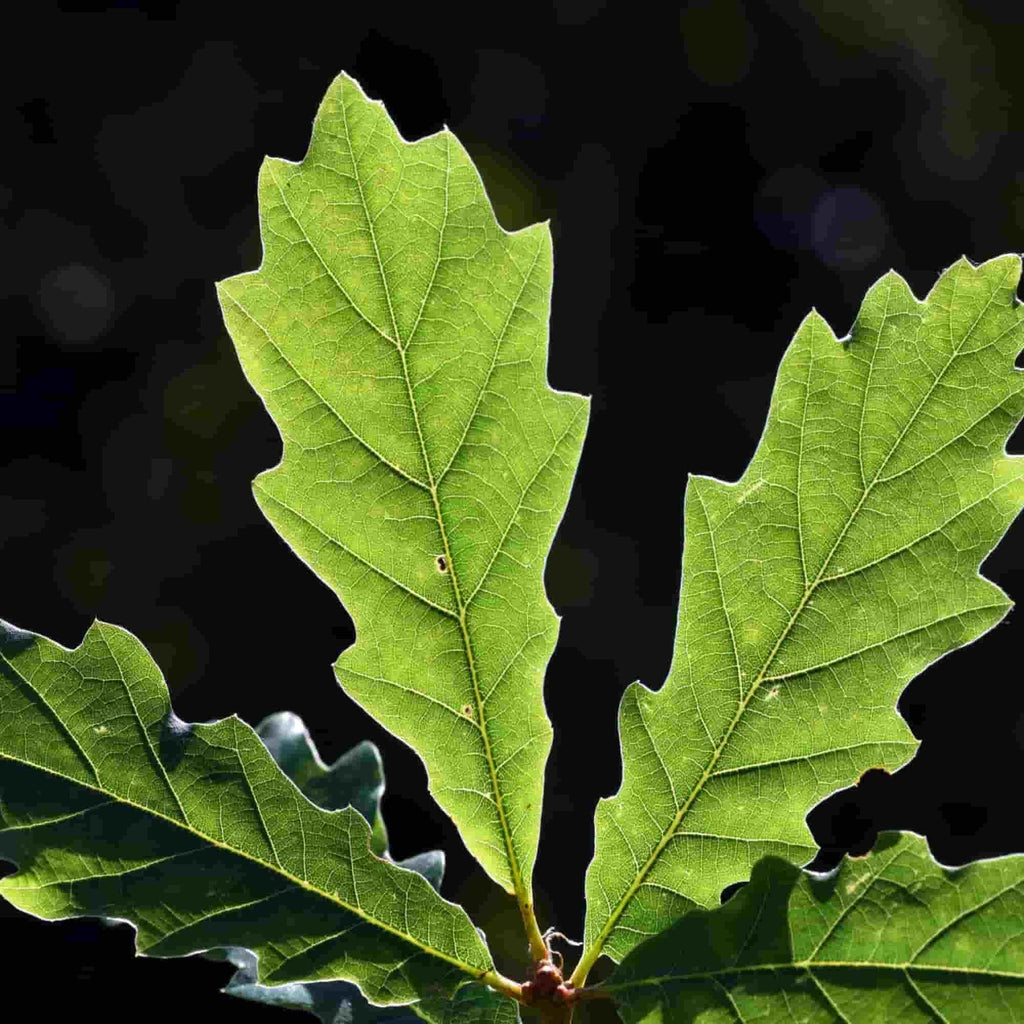 Oak - Sessile (Quercus petraea)