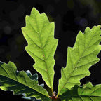 Oak - Sessile (Quercus petraea)