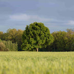 Oak - Sessile (Quercus petraea)