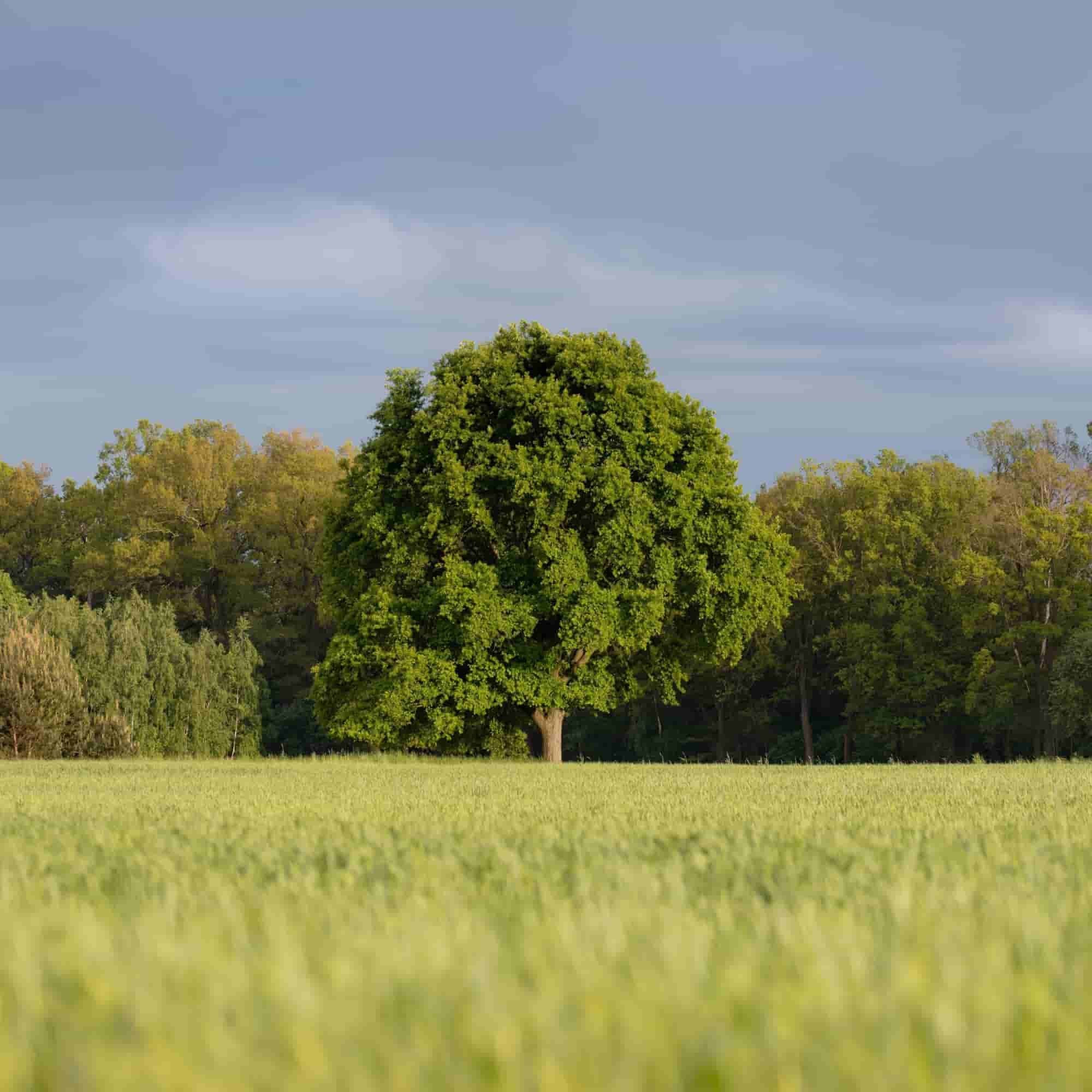Oak - Sessile (Quercus petraea)